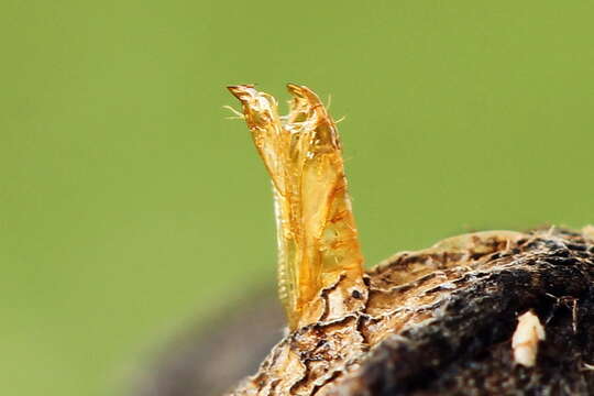 Слика од Phyllonorycter cerasicolella (Herrich-Schäffer 1855)