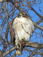 Image of Eastern Red-tailed Hawk