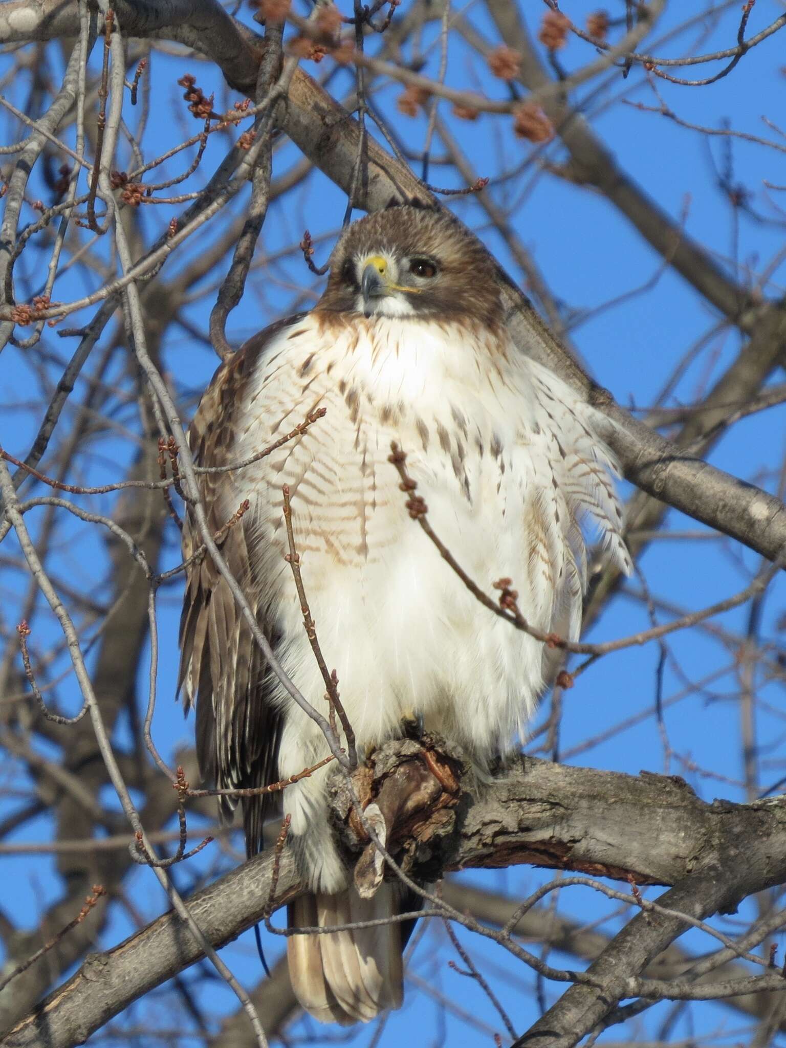 Image of Eastern Red-tailed Hawk
