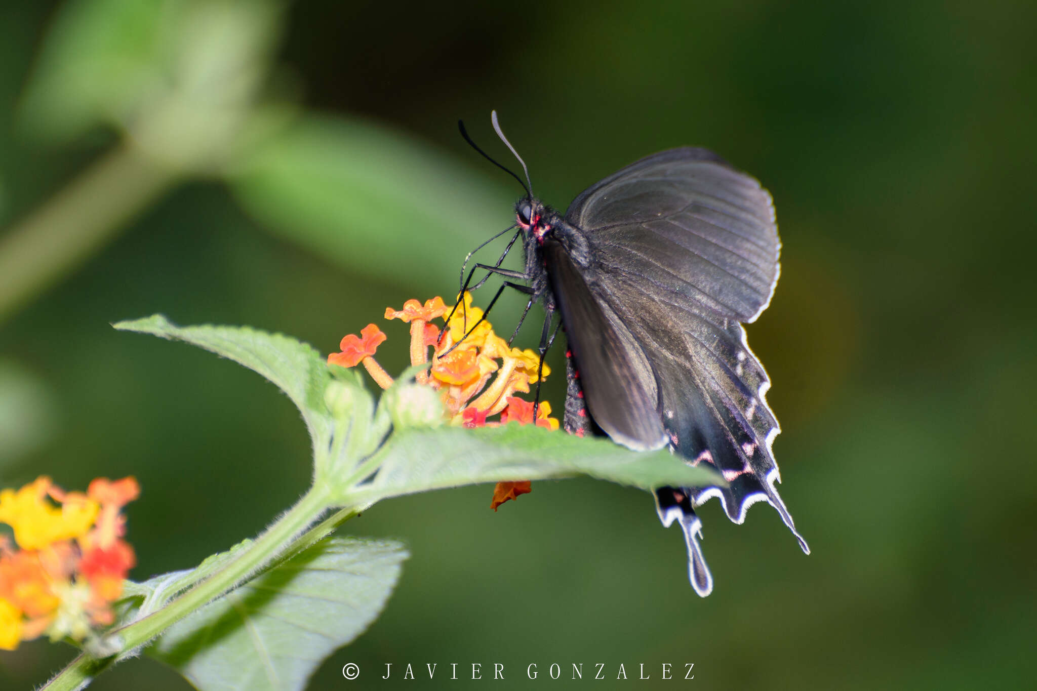 صورة Parides bunichus (Hübner 1821)