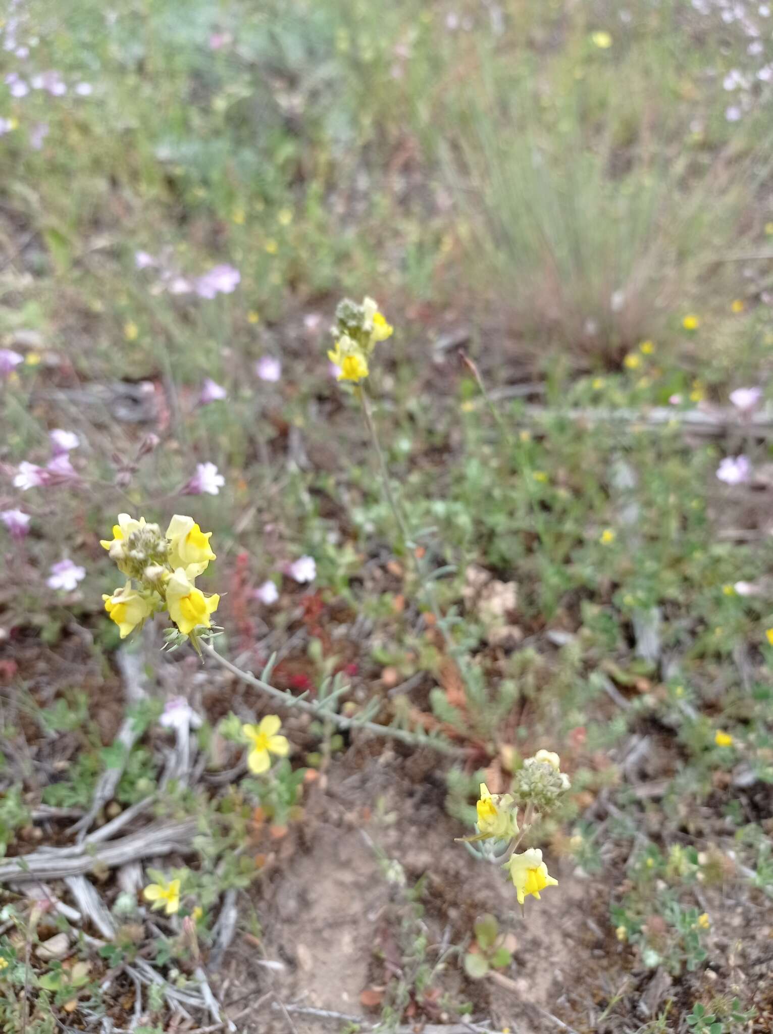 صورة Linaria supina (L.) Chaz.