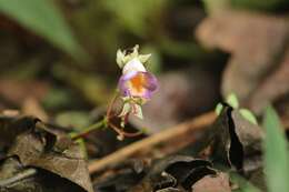 Imagem de Monopyle ecuadorensis C. V. Morton