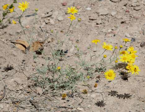 Image de Picradeniopsis schaffneri (S. Watson) B. G. Baldwin