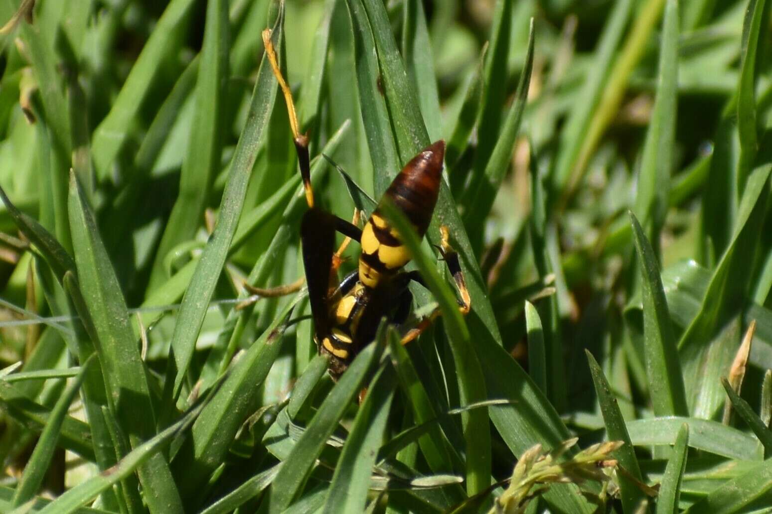 Image of Polistes peruvianus Bequard 1934