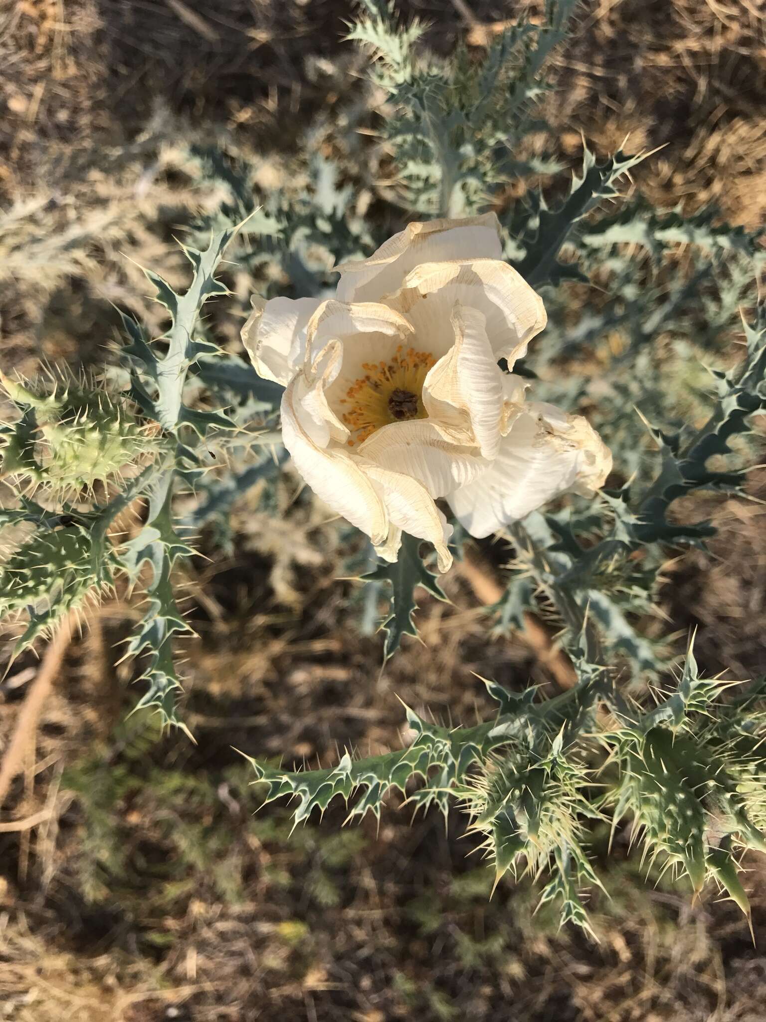 Image of southwestern pricklypoppy