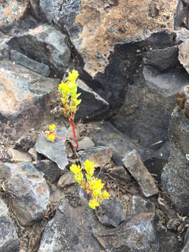 Image of Sierran Mock Stonecrop