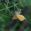 Amygdaloptera testaria Fabricius 1794 resmi