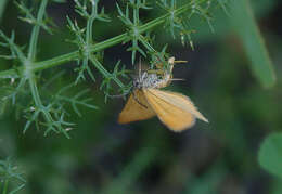 Слика од Amygdaloptera testaria Fabricius 1794