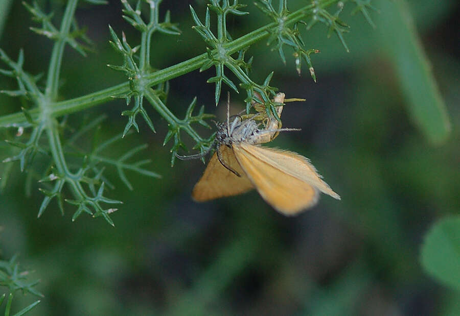 Слика од Amygdaloptera testaria Fabricius 1794