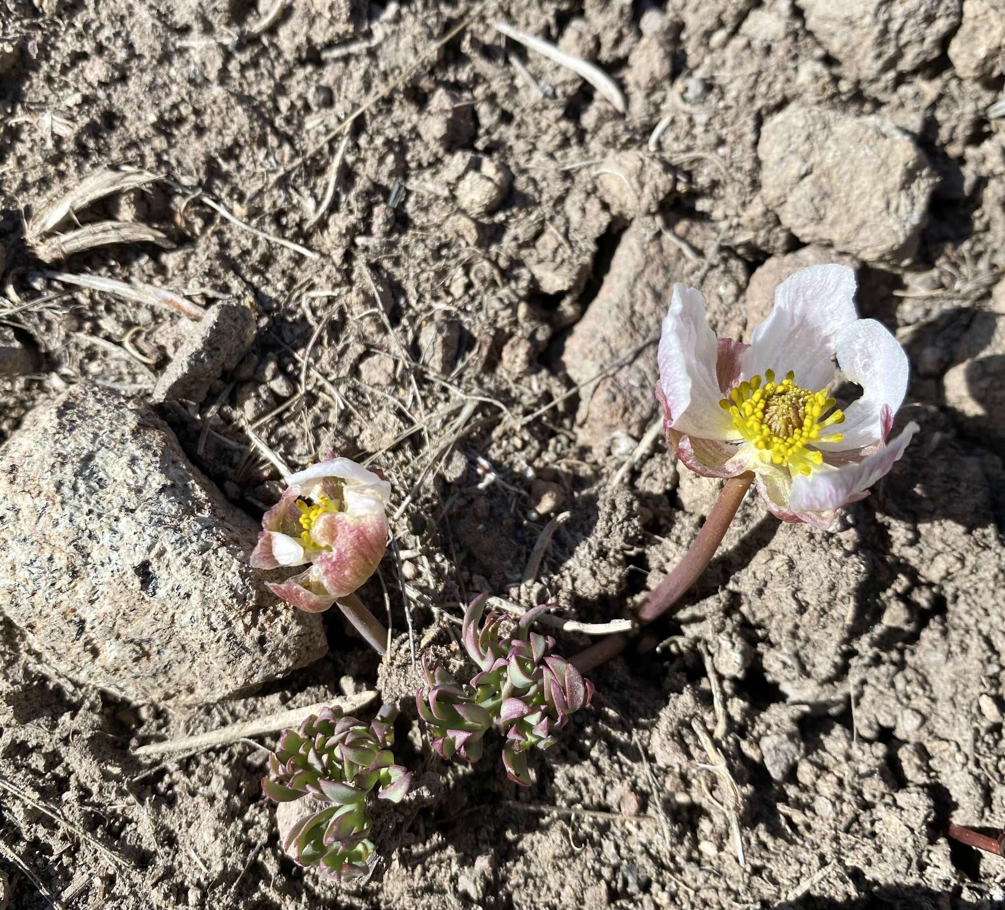 Слика од Ranunculus andersonii A. Gray