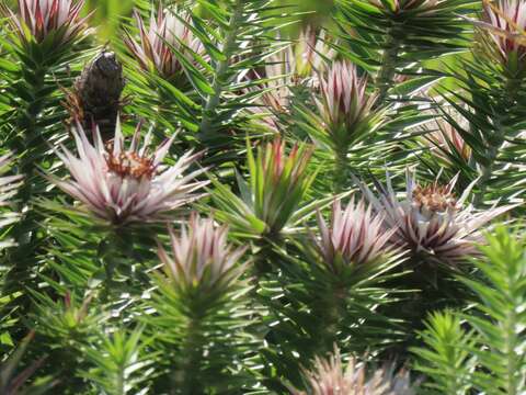 Image of Macledium zeyheri subsp. argyrophyllum (Oliv.) S. Ortiz