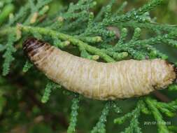 Image of Caterpillar slug