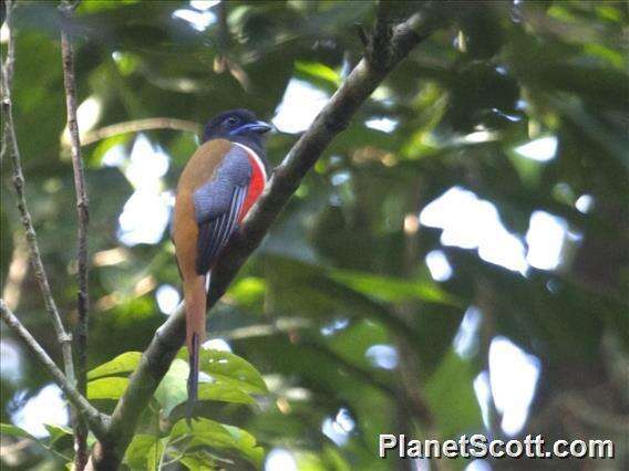 صورة Harpactes fasciatus malabaricus (Gould 1834)