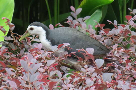 Image of White-breasted Waterhen