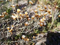 Image de Helichrysum cochleariforme DC.