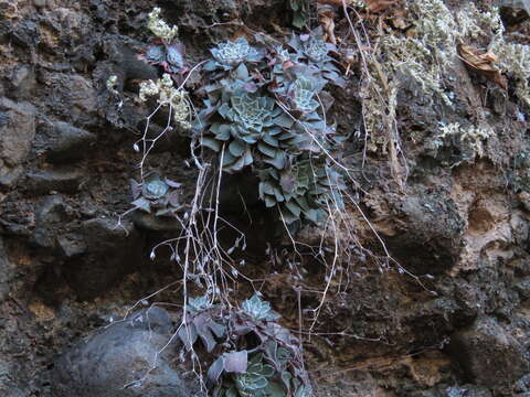 Image of Graptopetalum sinaloensis