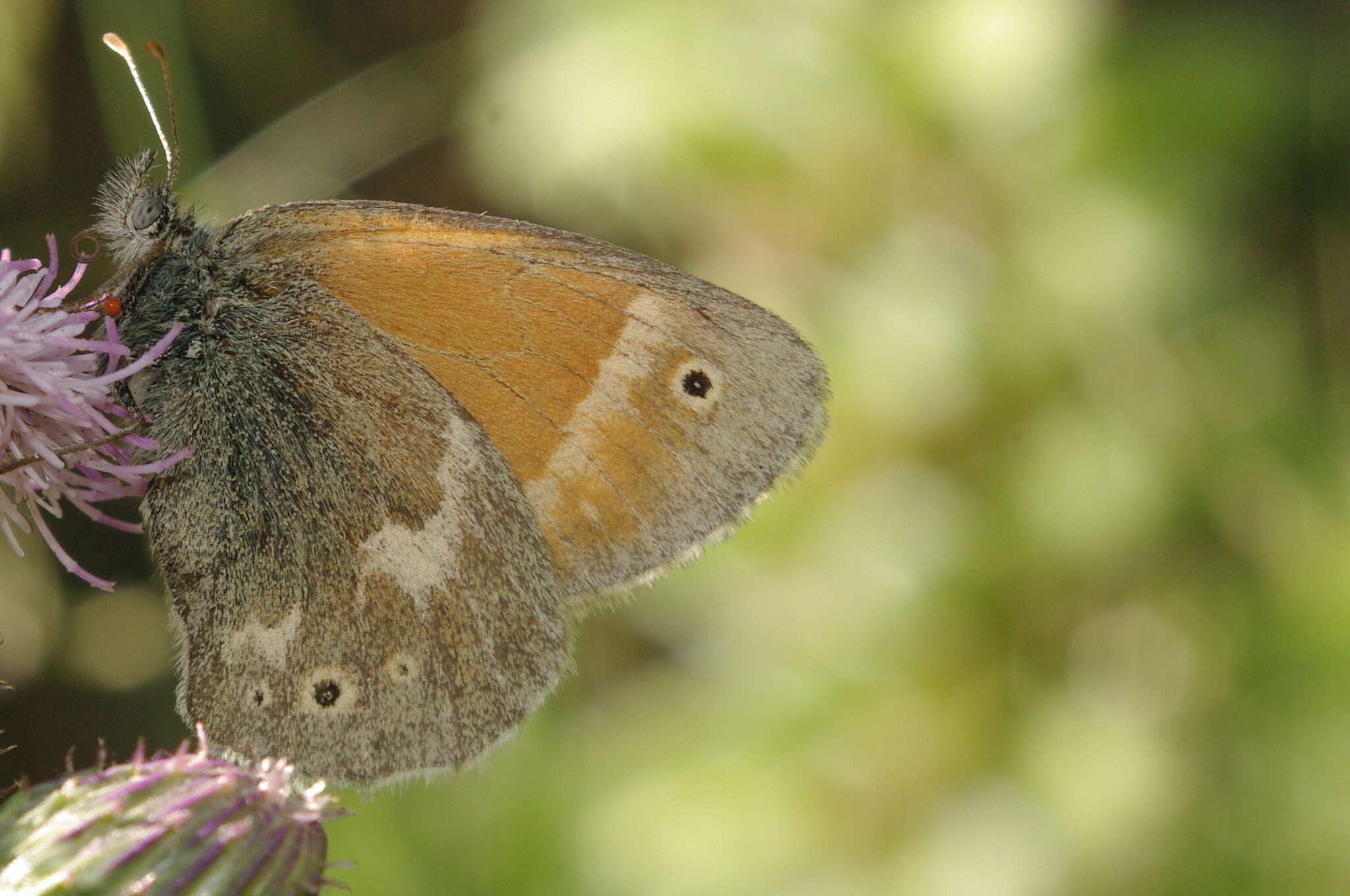 Image of Common Ringlet