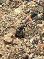 Image de Ammophila azteca Cameron 1888