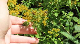 Слика од Bidens reptans (L.) G. Don