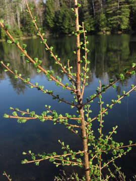 Image of American Larch