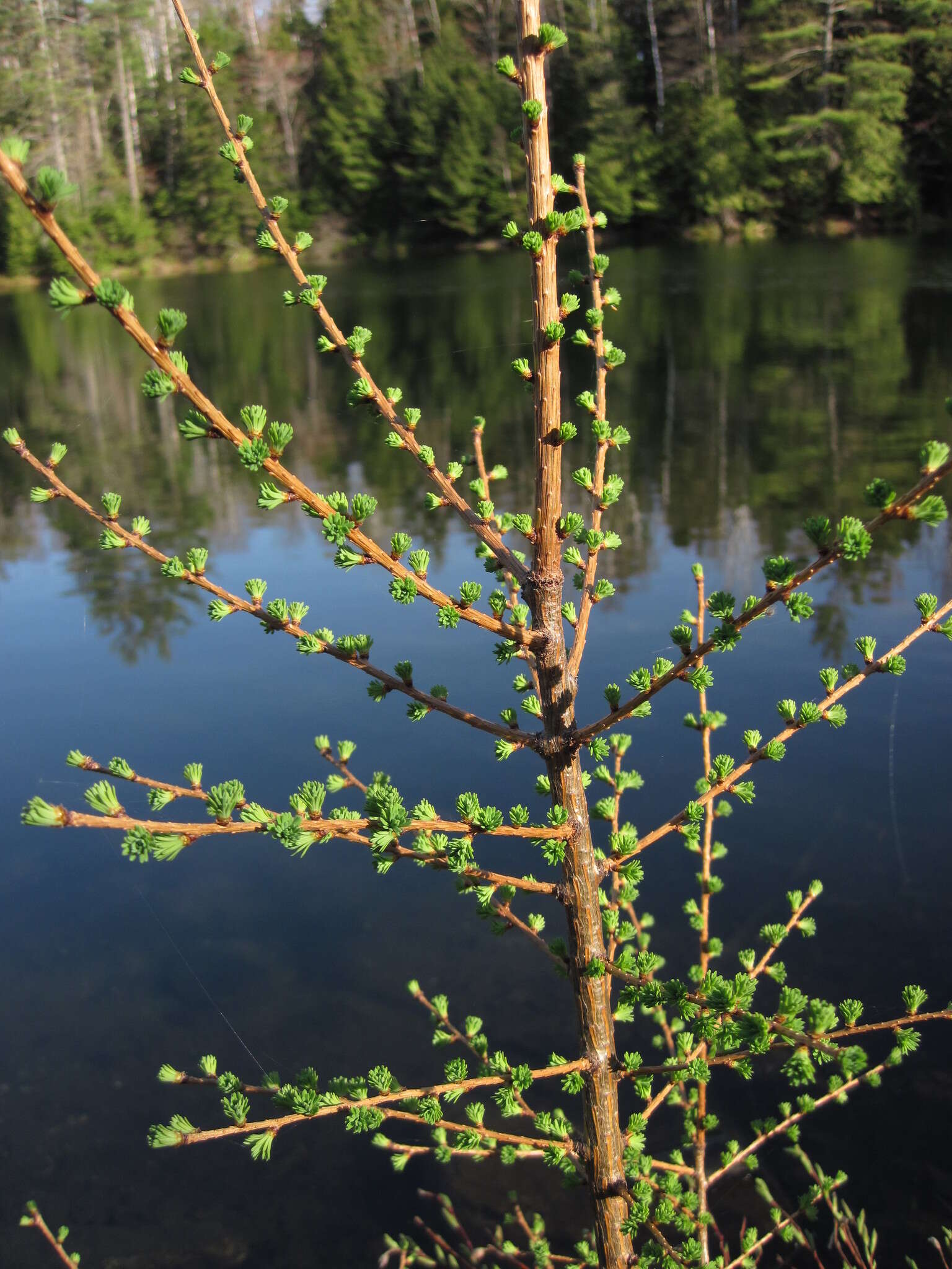 Image of American Larch