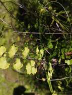 Adiantum chilense var. sulphureum (Kaulf.) Giudice的圖片