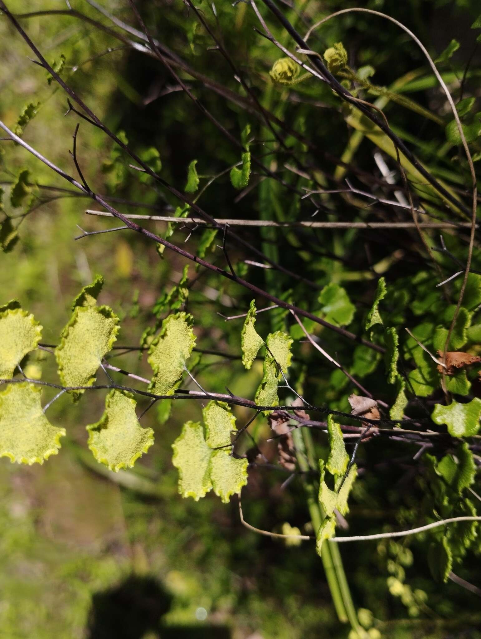 Image of Adiantum chilense var. sulphureum (Kaulf.) Giudice