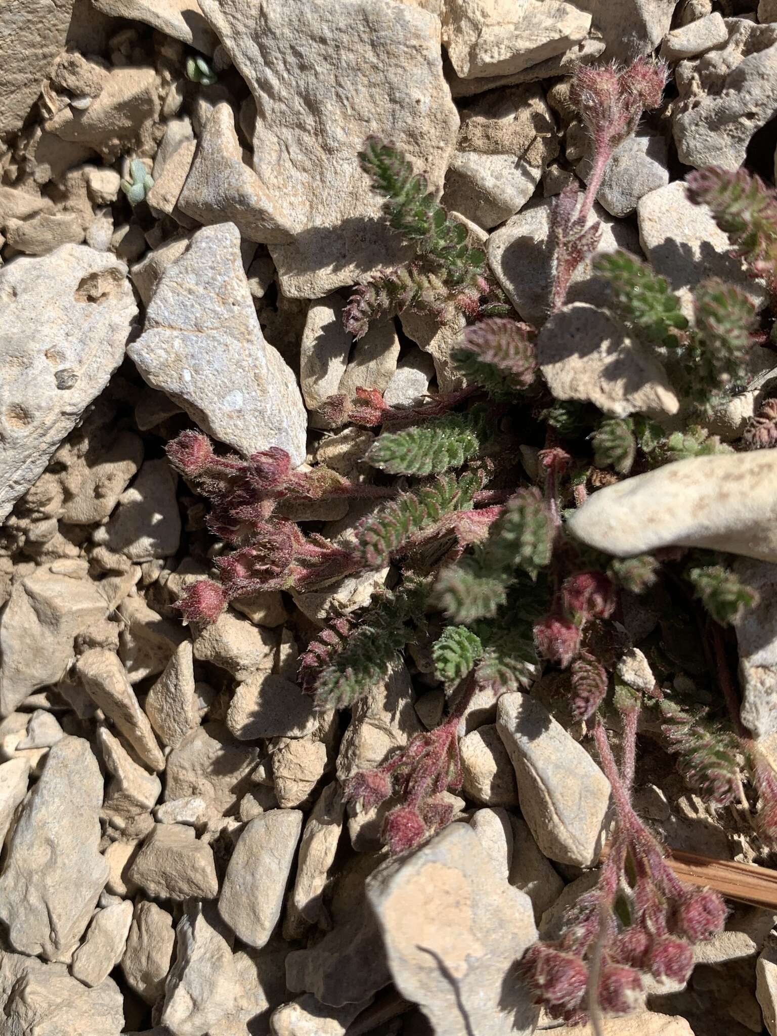 Image de Ivesia cryptocaulis (Clokey) Keck