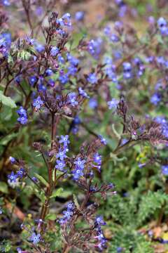 Image of Anchusa stylosa M. Bieb.