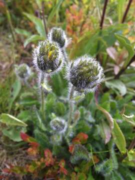 صورة Hieracium alpinum L.