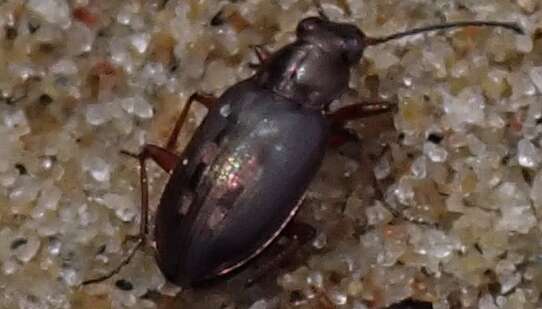 Слика од Bembidion (Bracteon) carinula Chaudoir 1868