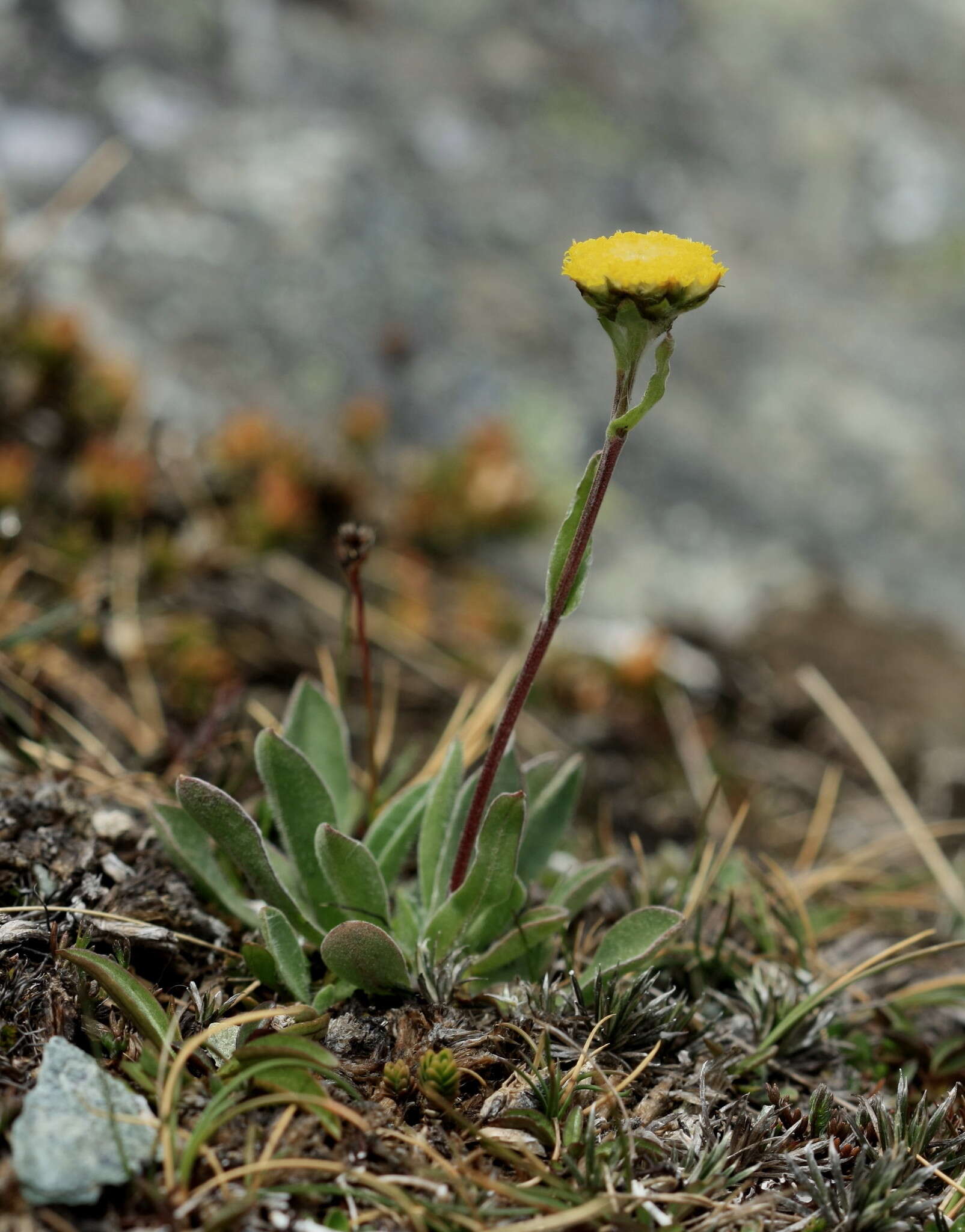 Image of <i>Craspedia <i>uniflora</i></i> var. uniflora