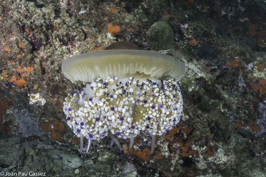 Image of Cotylorhiza Agassiz 1862