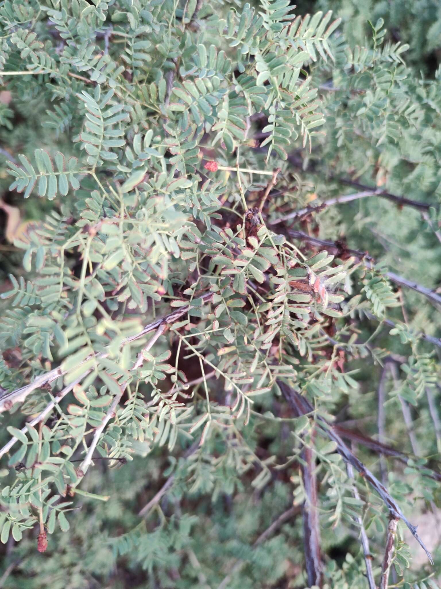 Image of Senegalia peninsularis Britton & Rose