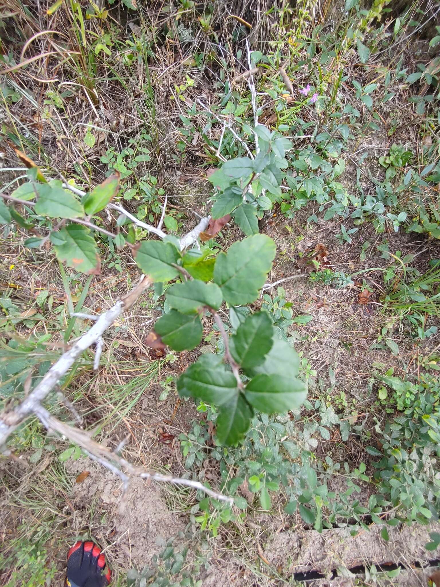 Image of southern crab apple