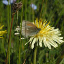 Image of Coenonympha tullia chatiparae Sheljuzhko 1937