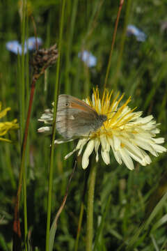 Image of Coenonympha tullia chatiparae Sheljuzhko 1937