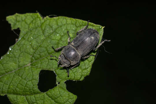 Image of Dorcus parallelipipedus (Linnaeus 1758)