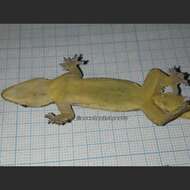 Image of Flat-tailed House Gecko