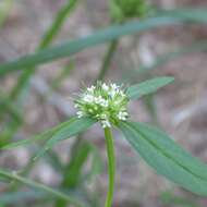 Image de Mitracarpus breviflorus A. Gray