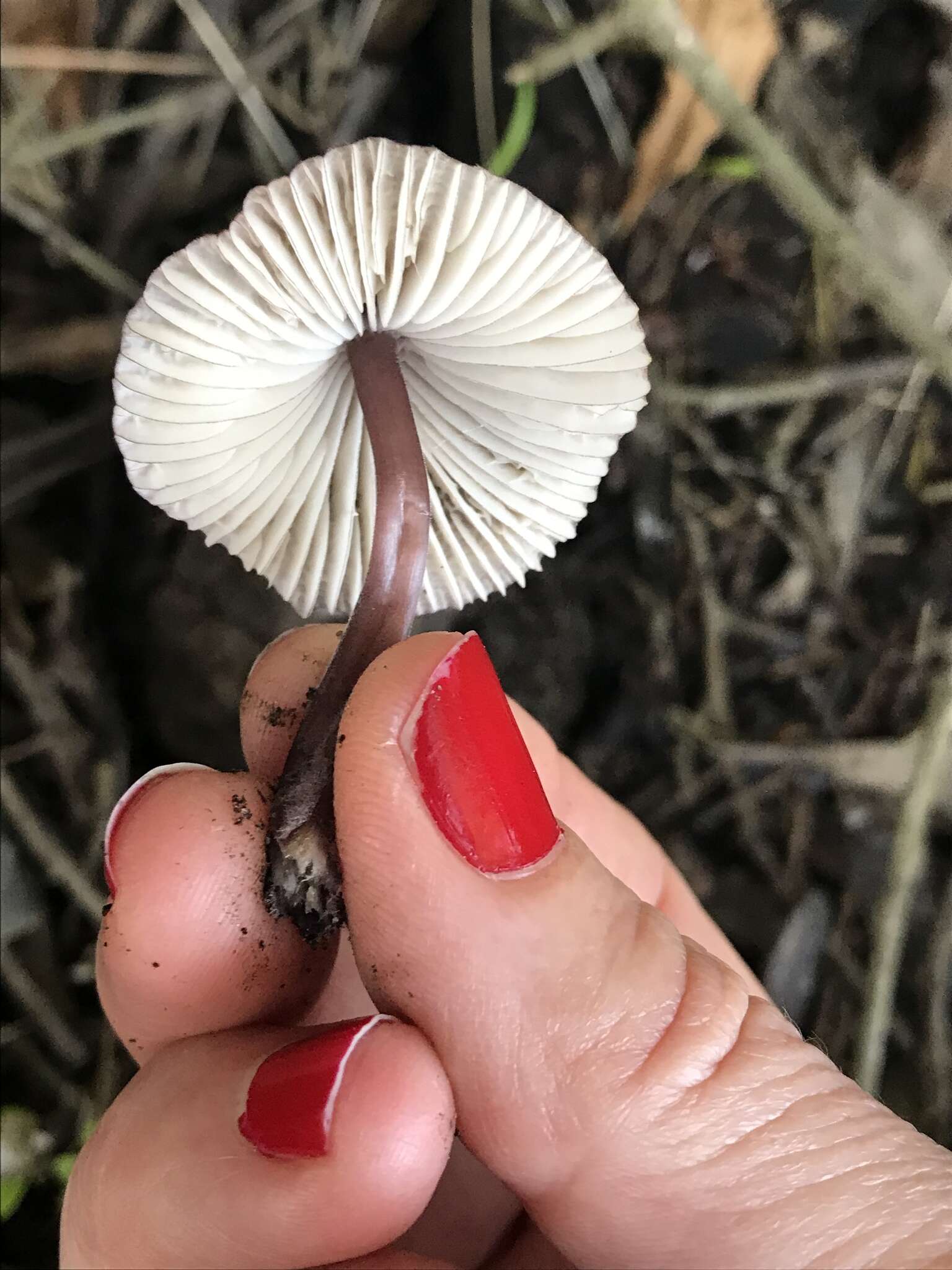 Mycena purpureofusca (Peck) Sacc. 1887 resmi