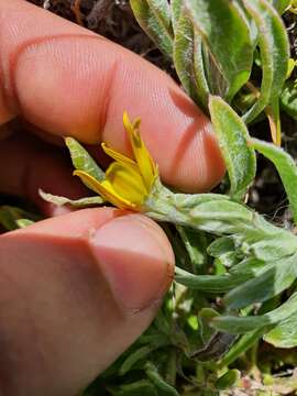 Image of Osteospermum hafstroemii Norlindh