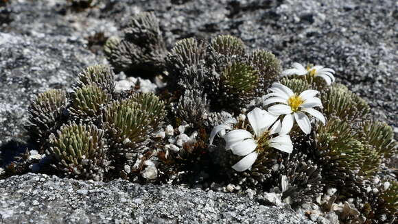 Image of Celmisia clavata G. Simpson & J. S. Thompson