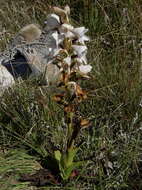 Image of Disa crassicornis Lindl.