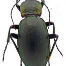 Image of Carabus violaceus mixtus Géhin 1878