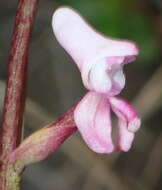 Disa aconitoides subsp. aconitoides resmi