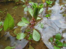 Image of Spatulaleaf Loosestrife