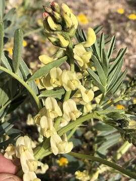 Astragalus douglasii (Torr. & A. Gray) A. Gray resmi