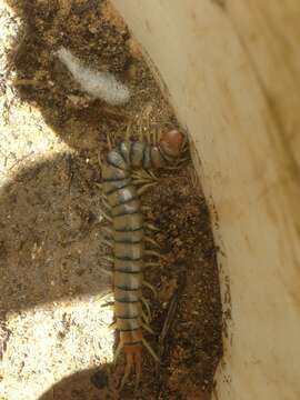 Image of Common Desert Centipede