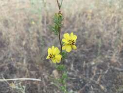 صورة Calycadenia fremontii A. Gray